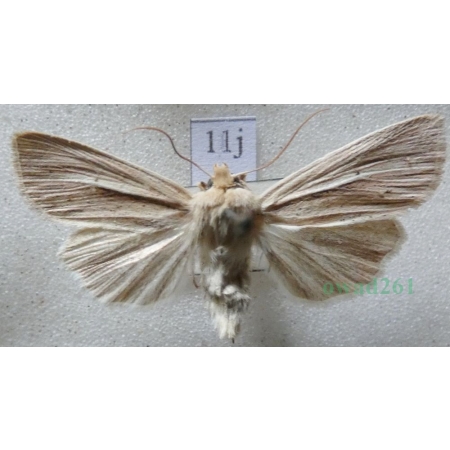 Mythimna impura (Hübner, 1808) Mokradlica bezwstydniczka Czech11j